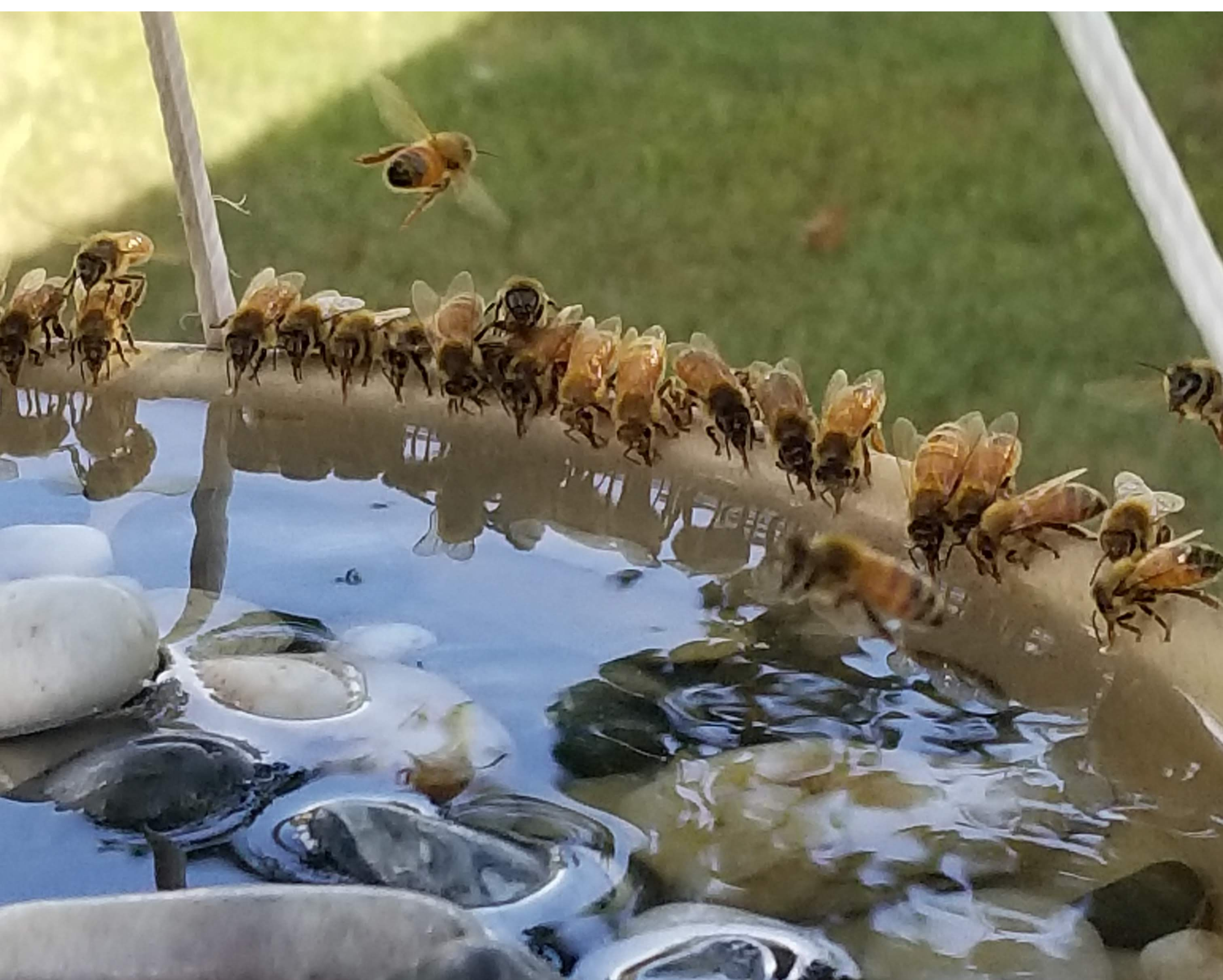 Honey bees at water