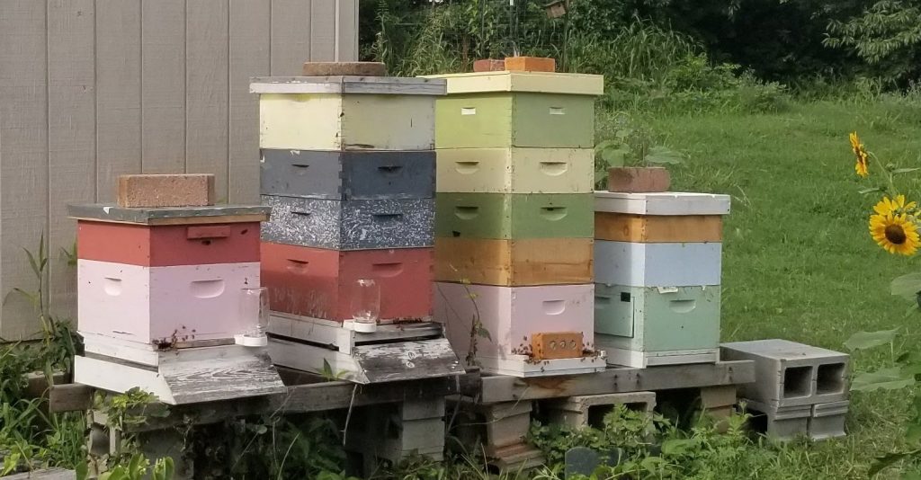 hives in apiary