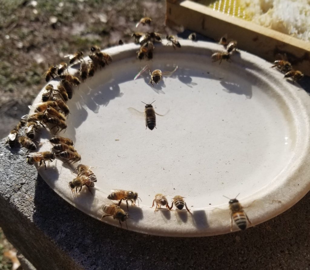 bees at watering bowl