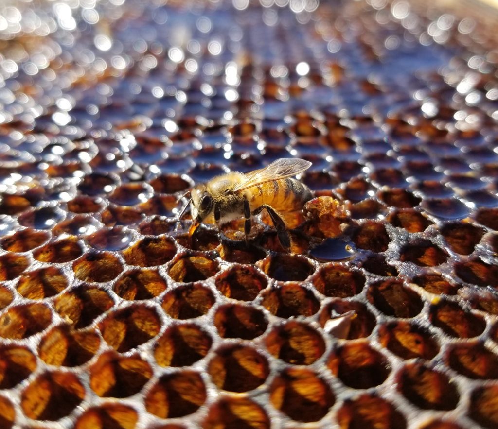 bee on frame